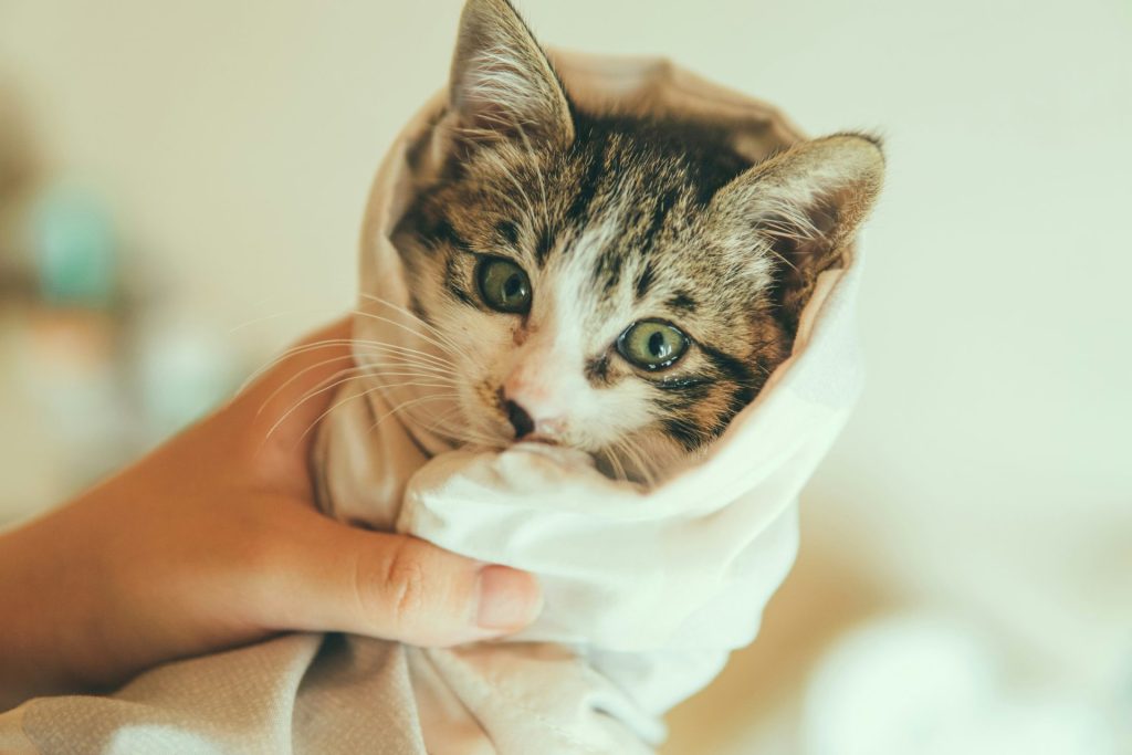 brown tabby kitten on white textile
