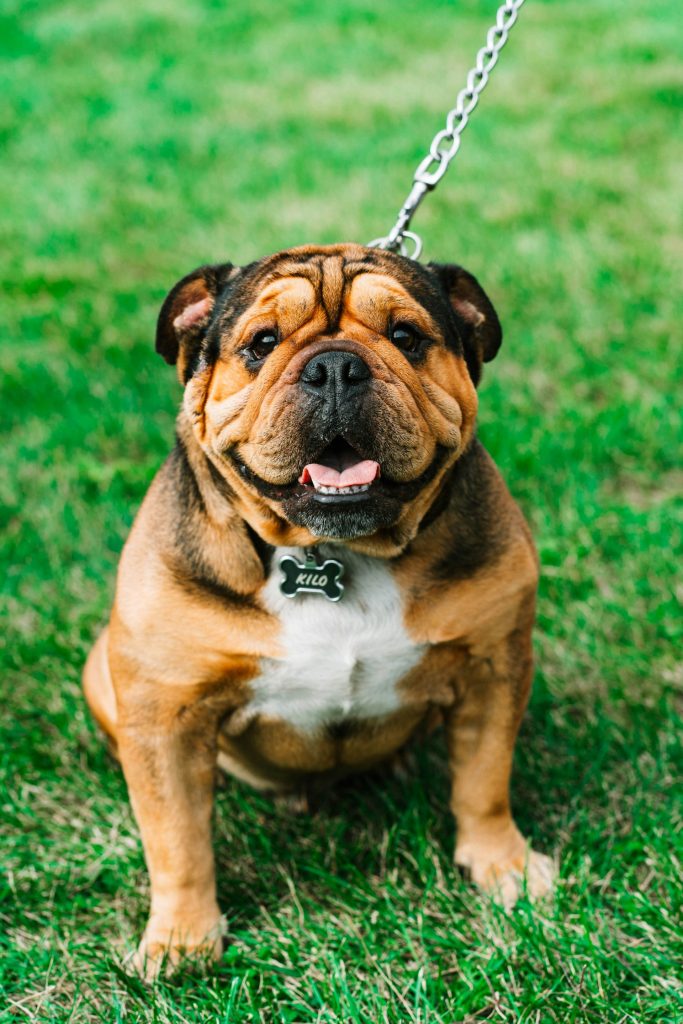 closeup photography of brown and white dog